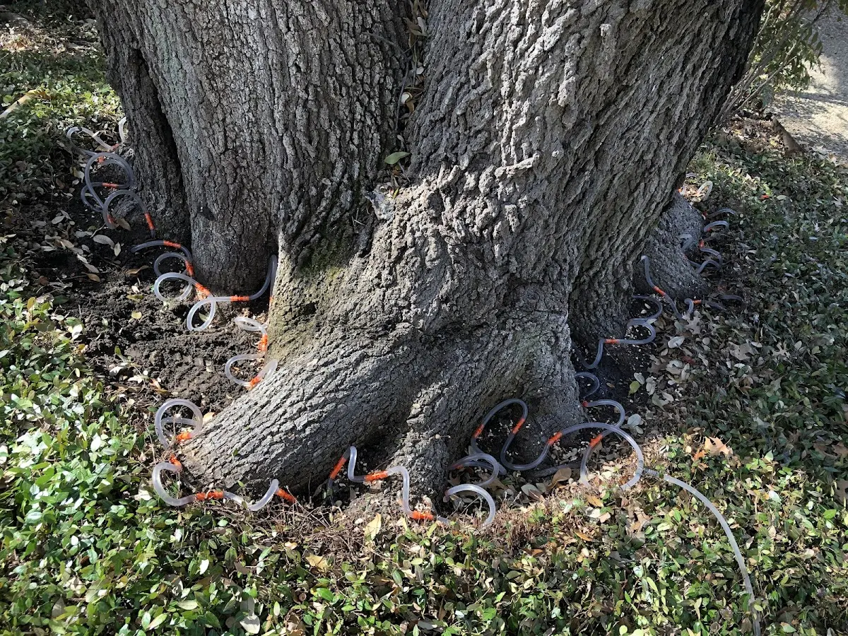 Detailed Shrub and Hedge Trimming job site in Forestburg