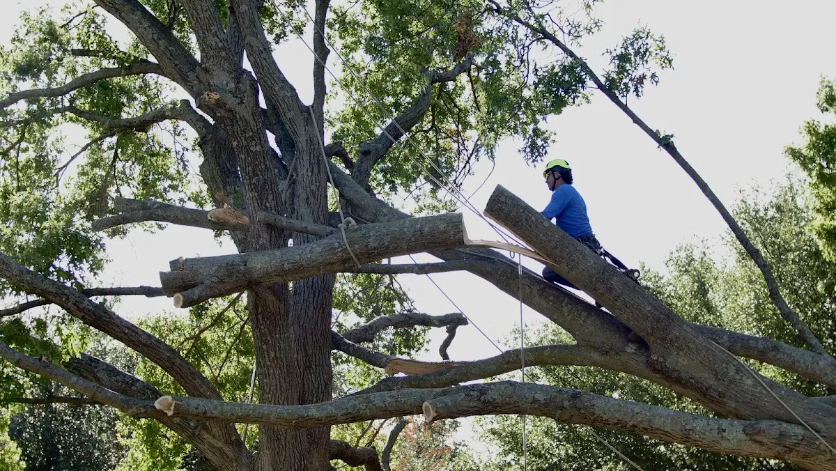 Professional Hazardous Tree Removal performed by certified arborists in Forestburg